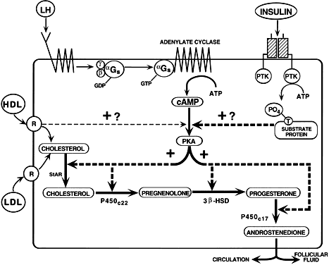 Regulation of steroid hormone biosynthesis