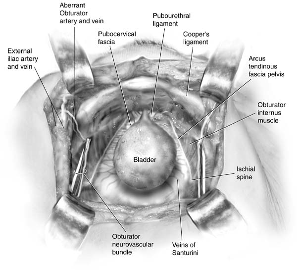 Proximal Urethra