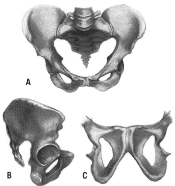 Android Pelvis Shape