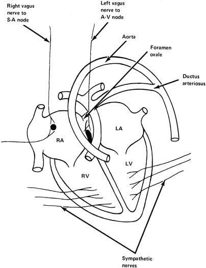 fetal heart circulation