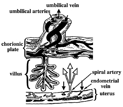 Fetal heart diagram blood flow