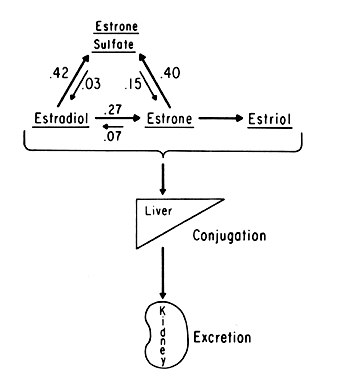 Somatotype Triangle