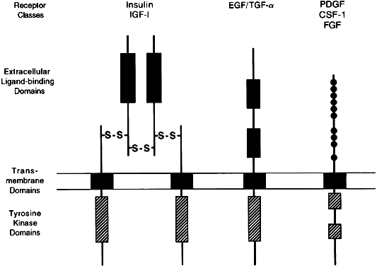 cell membrane diagram. Schematic diagram of