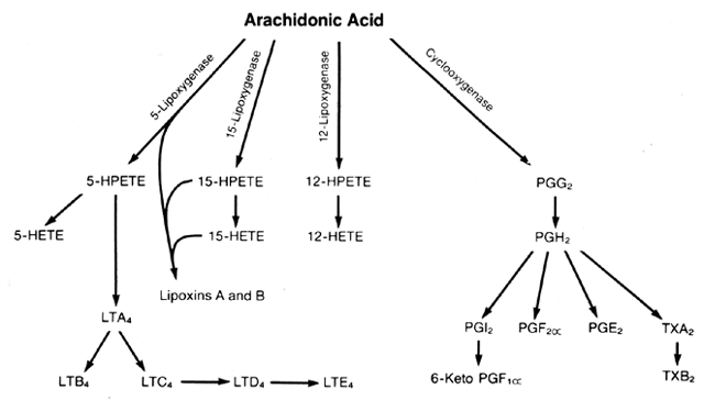 Arachidonate Metabolism