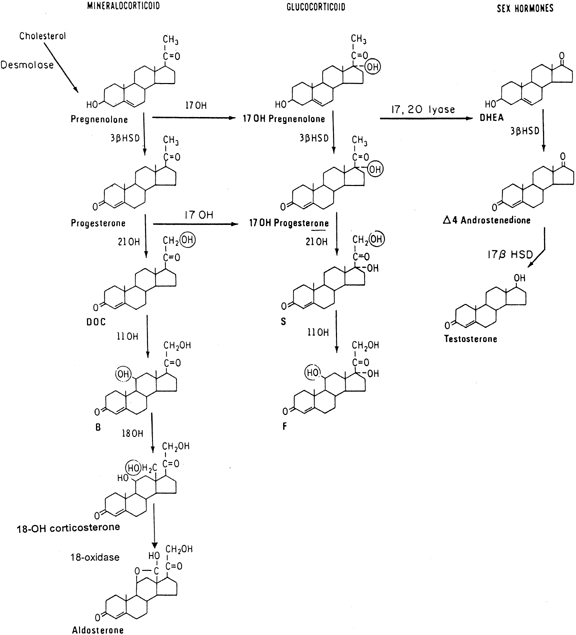 Adrenal Steroid Synthesis