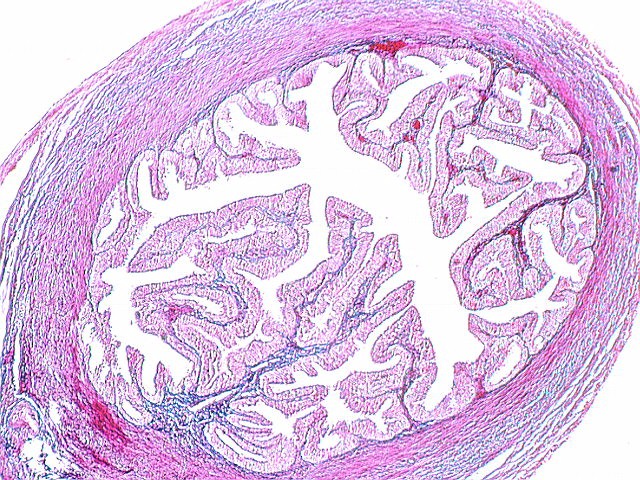 Fallopian Tube Histology