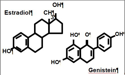 Estrogen Receptor Alpha And Beta