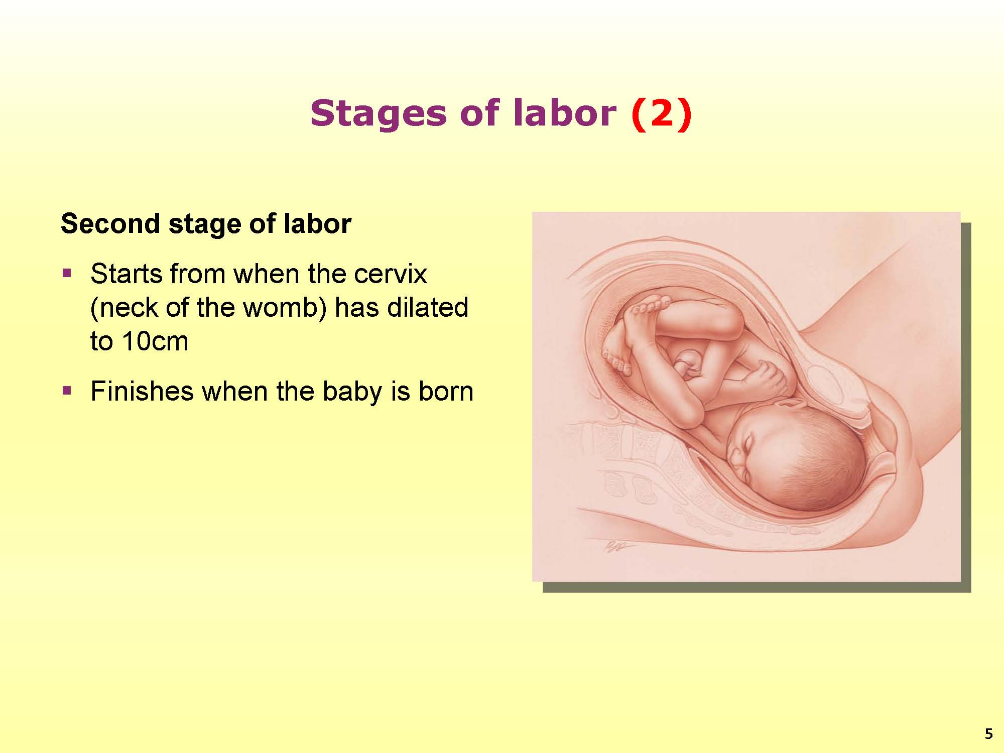 Normal Vaginal Delivery – Stage 1 | Tutorial | GLOWM