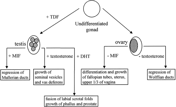Genetics Of Sexual Differentiation Glowm 5410